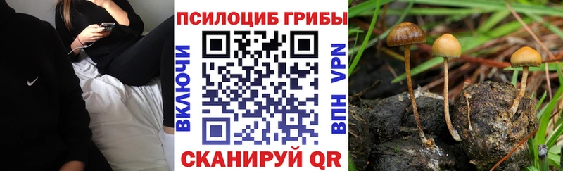 omg как зайти  Сысерть  Галлюциногенные грибы Cubensis 